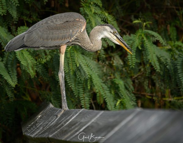 Heron Rest
