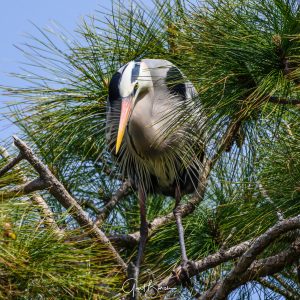 Heron Study