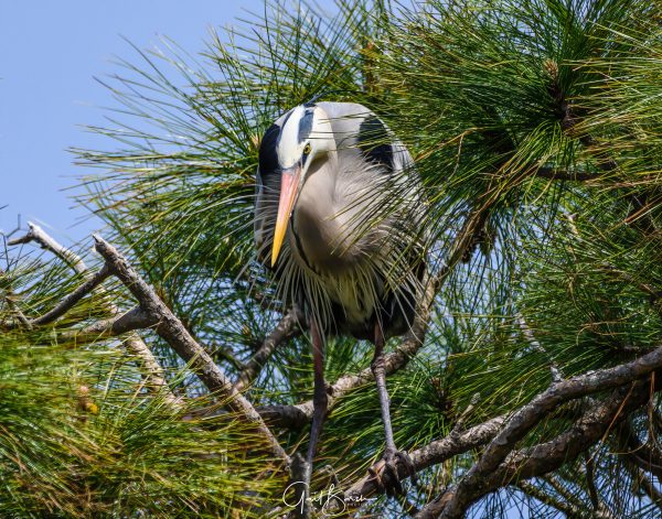 Heron Study