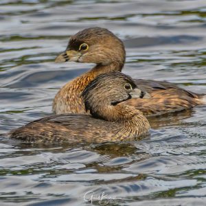 Grebe’s in Passing