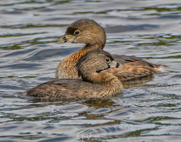 Grebe's in Passing