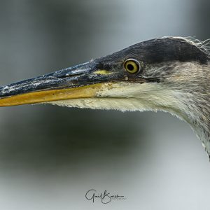 Heron Beak