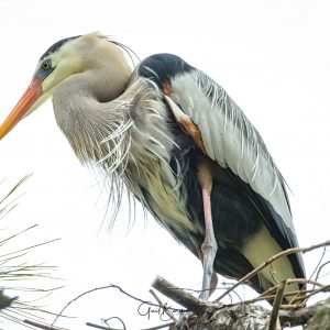 High Key Heron