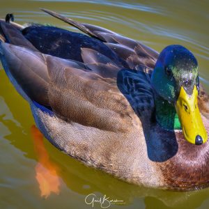 Stunning Mallard