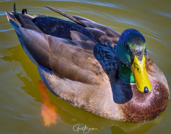 Stunning Mallard