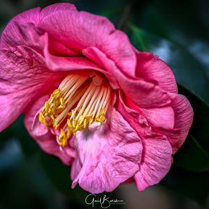 Pink Camelia