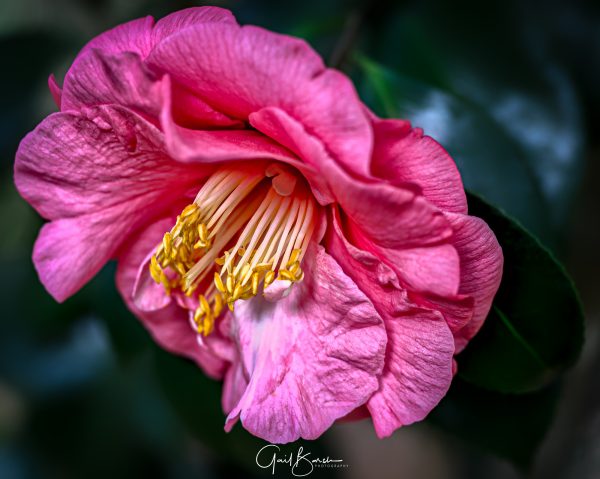 Pink Camelia