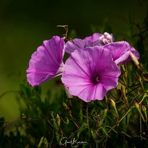 Rose Mallow