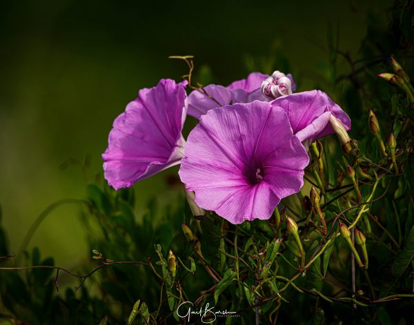 Rose Mallow