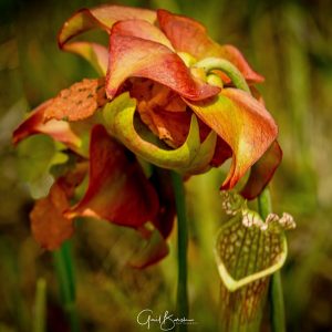Pitcher Plant Bloom Sarracenia