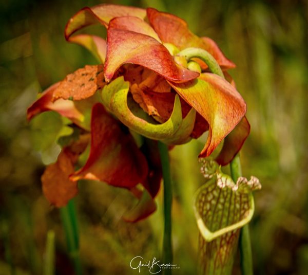 Pitcher Plant Bloom Sarracenia