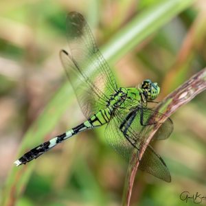 Club-Tail Dragonfly