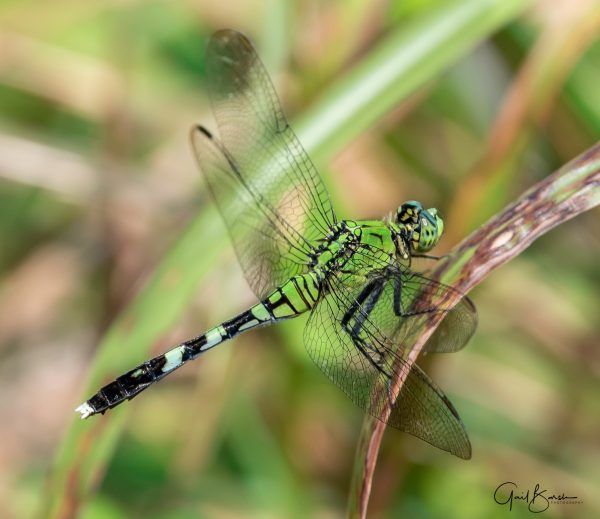 Club-Tail Dragonfly