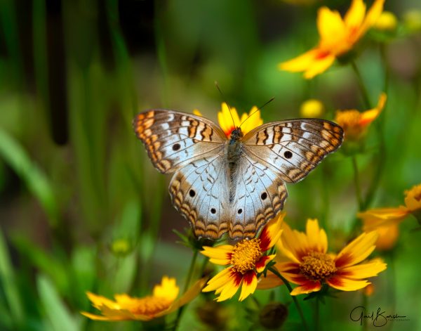 White Peacock
