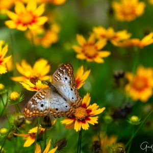 Peacock Among Flowers