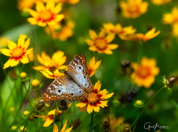Peacock Among Flowers