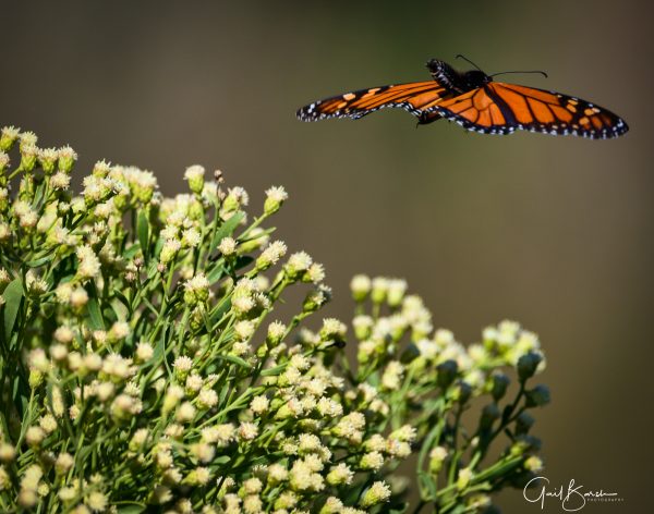 Flutter Away