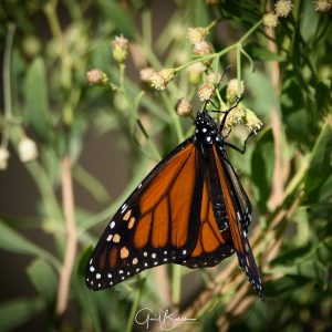 Feeding Monarch