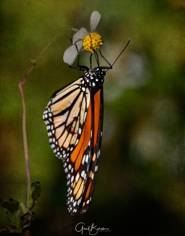 Upside Down