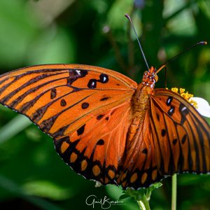 Gulf Fritillary