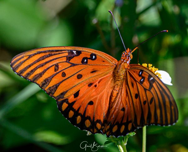 Gulf Fritillary