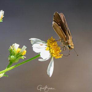 Borbo Cinnara (Rice swift)