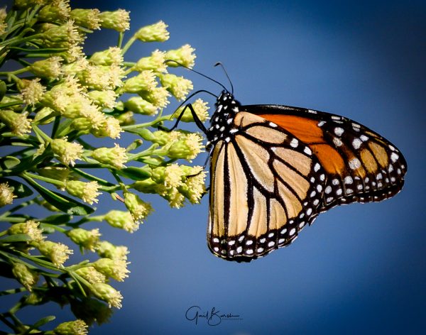 Monarch Spleandor