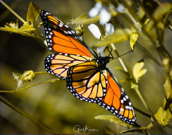 Monarch
