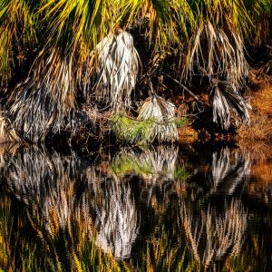 Palm Reflections