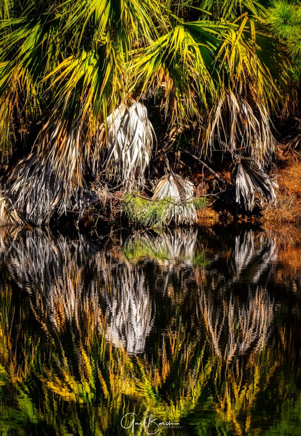 Palm Reflections