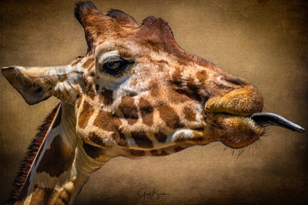 Giraffe Gestures