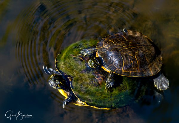 Piggy Back