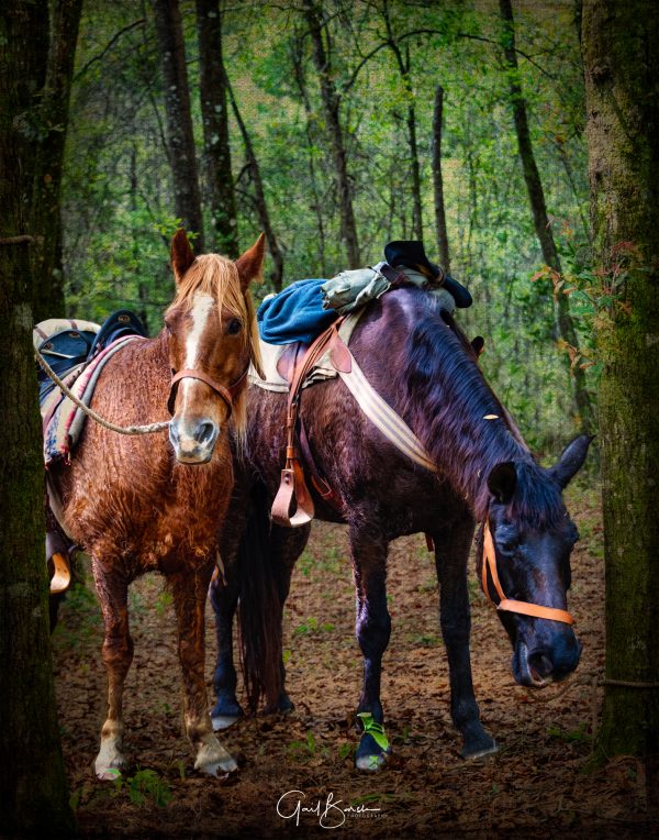 War Horses