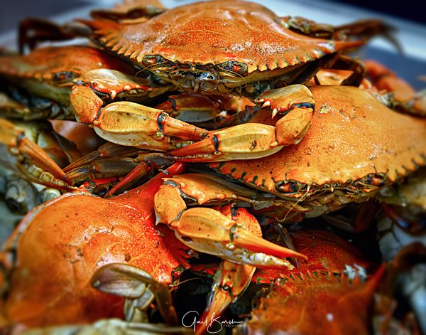 Steamed Blue Crabs