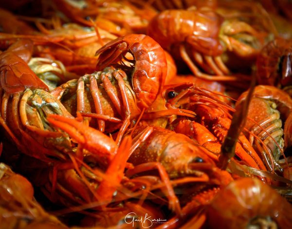Steamed Crawfish