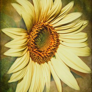 Regal Sunflower