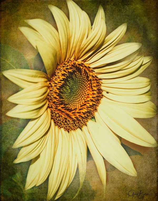 Regal Sunflower