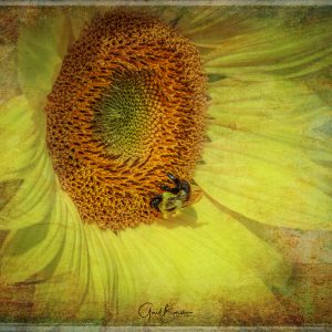 Bumble Along