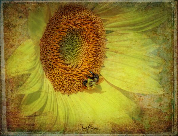 Bumble Along