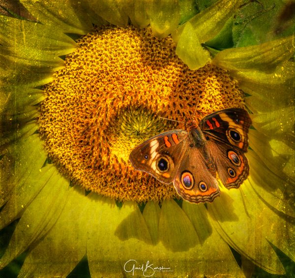 Buckeye Bow
