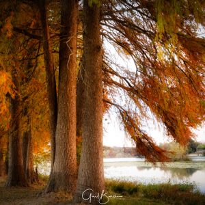 Cypress in a Row