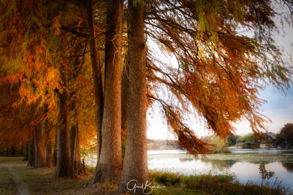 Cypress in a Row