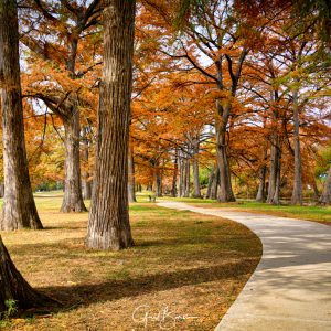 Down the Cypress Path