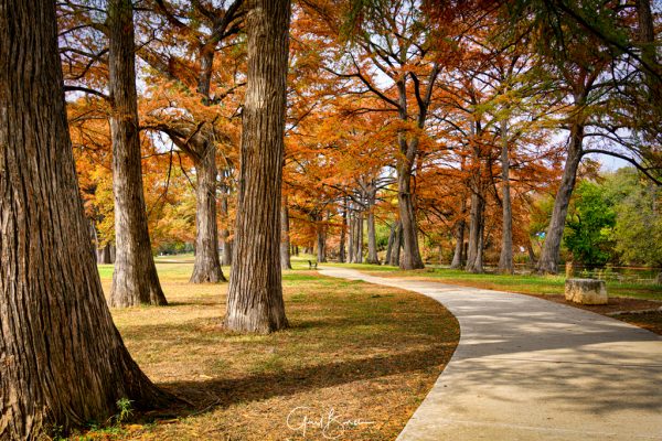 Down the Cypress Path