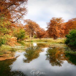 Cypress Reflections