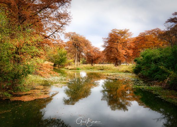 Cypress Reflections