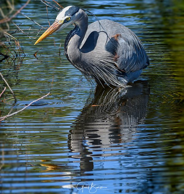 Heron Reflection