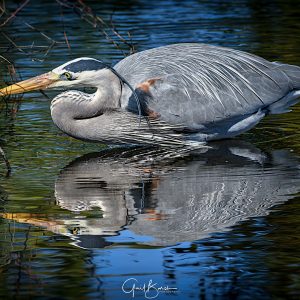 Crouching Heron