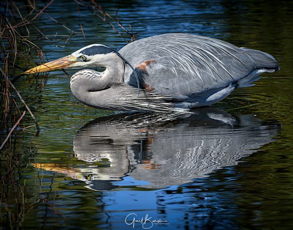 Crouching Heron