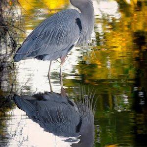 Solitary Heron